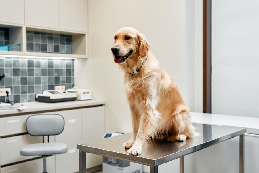 large breed dog health problems