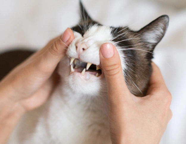 Cat Dental Services