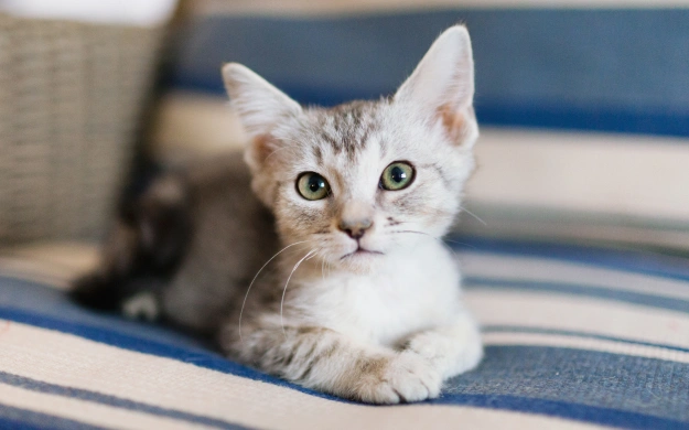 Cat Preventative Care