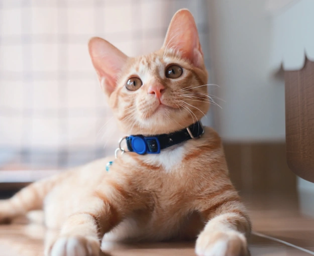 Cat Wellness Program