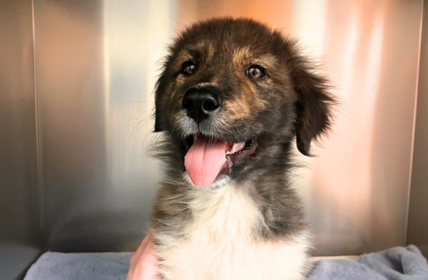 Dog Preventative Care