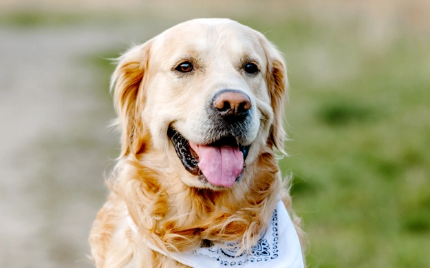 Dog Wellness Program